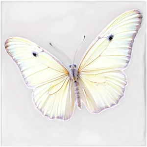 White Butterfly Isolated Png 06122024 PNG image