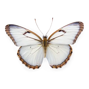 White Butterfly Isolated Png 06122024 PNG image