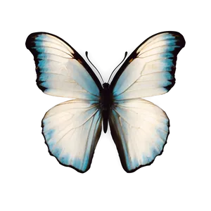 White Butterfly Isolated Png Nnw68 PNG image