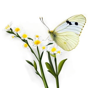 White Butterfly On Flower Png 06122024 PNG image