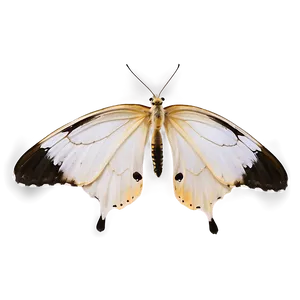 White Butterfly With Transparent Background Png Tai PNG image