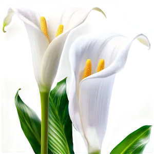 White Calla Lily Flower PNG 93