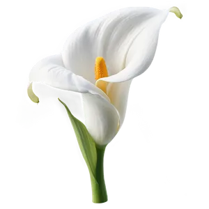 White Calla Lily Flower PNG Aow