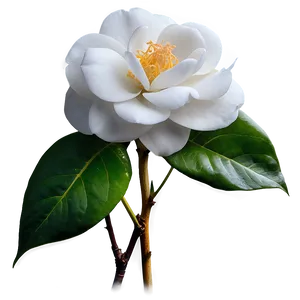 White Camellia Flower PNG 13