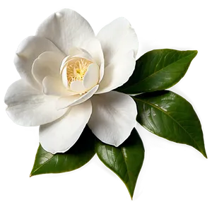 White Camellia Flower PNG 32