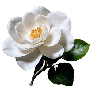 White Camellia Flower PNG 43