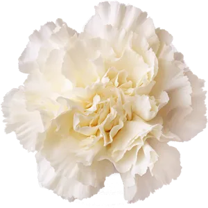 White Carnation Flower Isolated PNG image