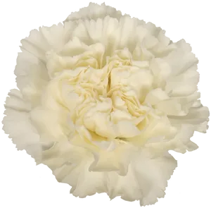 White Carnation Flower Isolated PNG image