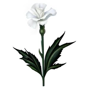 White Carnation Flower Png 05242024 PNG image
