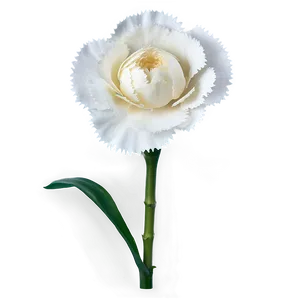 White Carnation Flower Png 05242024 PNG image