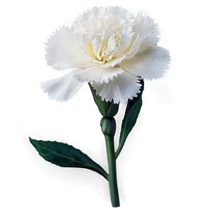 White Carnation Flower Png 72 PNG image