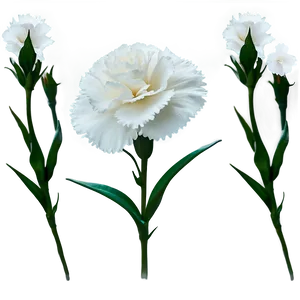 White Carnation Flower Png 73 PNG image