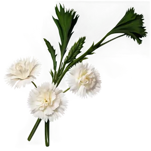 White Carnations Flowers PNG 72