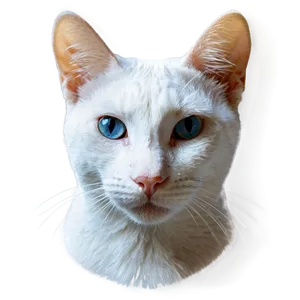 White Cat Face PNG Tvt46 PNG