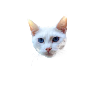 White Cat Face Png Woh PNG image