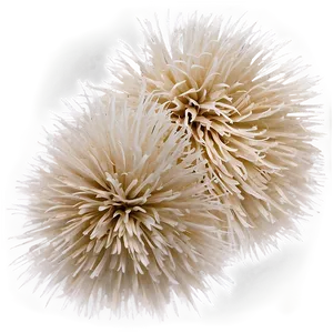 White Cheer Pom Poms Png 72 PNG image