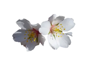 White Cherry Blossoms Black Background