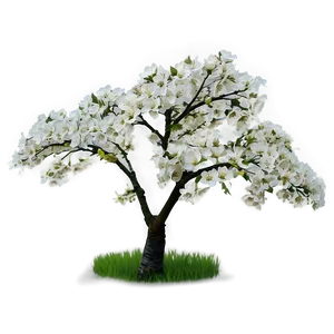 White Cherry Tree Png 06212024 PNG image