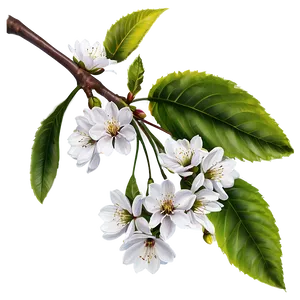 White Cherry Tree Png 06212024 PNG image