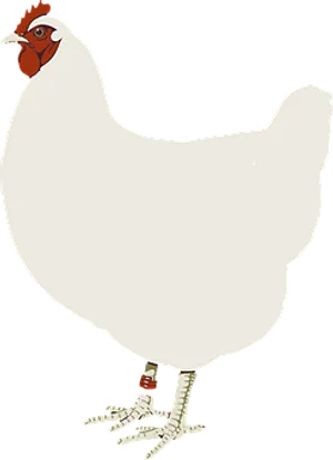 White Chicken Cartoon Illustration