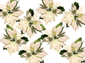 White Christmas Poinsettia Pattern