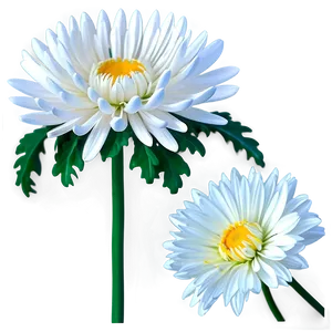 White Chrysanthemum Flower Png Uow79 PNG image