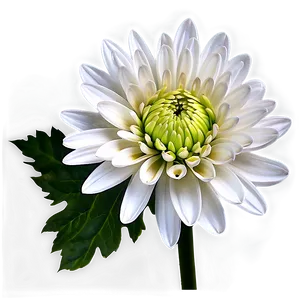 White Chrysanthemum Flower Png Wmw PNG image