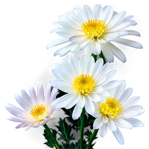 White Chrysanthemums Flowers PNG 2