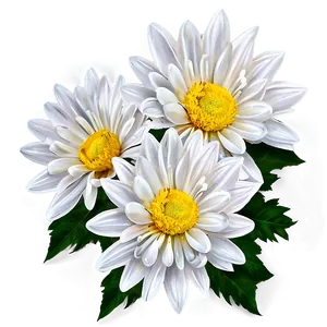 White Chrysanthemums Flowers PNG 42 PNG