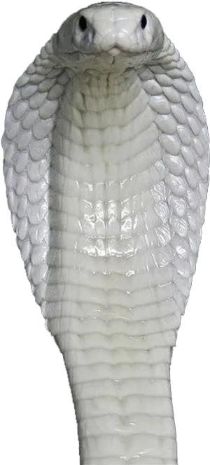 White Cobra Head Raised PNG image