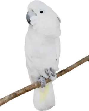 White Cockatoo Perched PNG image