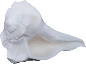 White Conch Shell Isolated Background PNG