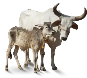 White Cowand Calf Black Background PNG image