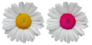 White Daisies Black Background
