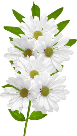 White Daisies Black Background PNG image
