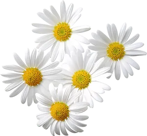 White Daisies Cluster.png PNG image
