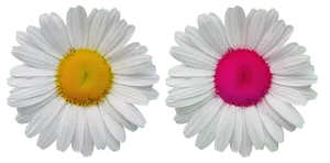 White Daisies Contrasting Centers