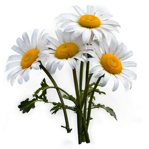 White Daisies Flowers PNG Gjr
