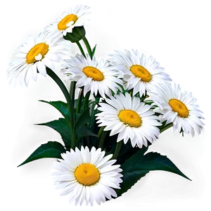 White Daisies Flowers PNG God