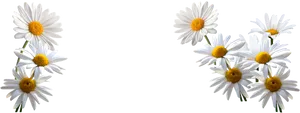 White Daisies Transparent Background PNG image