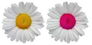 White Daisies Yellow Pink Centers