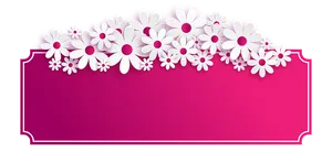 White Daisy Borderon Pink Background