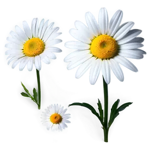 White Daisy Flower Png 05242024 PNG image