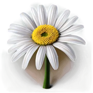 White Daisy Flower Png 05242024 PNG image