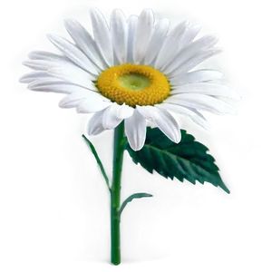 White Daisy Flower Png 35 PNG image