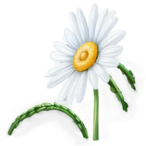 White Daisy Flower Png 80 PNG image