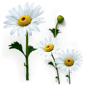White Daisy Png Ura PNG image