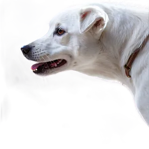 White Dog A