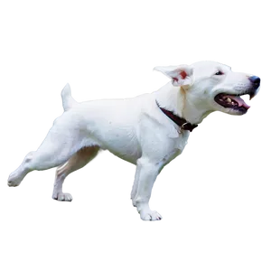 White Dog B