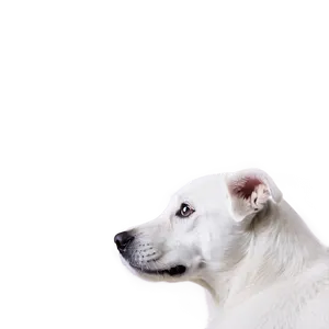 White Dog Close Up Png 06262024 PNG image